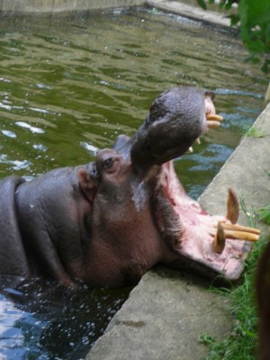 ZOO hroch