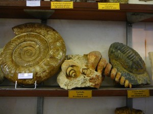 Vieste_Muzeum musli