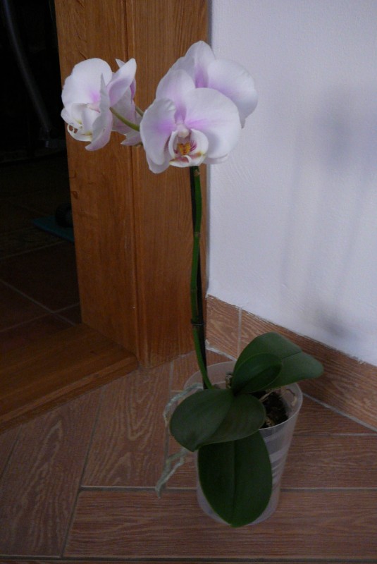 Orchidejka 1