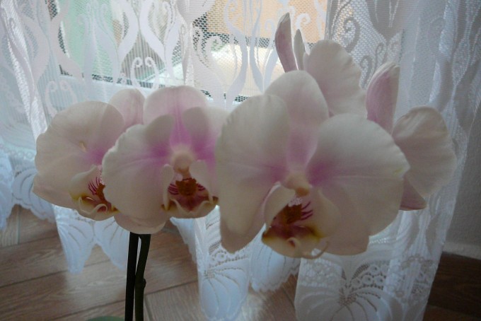 Orchidejka 2