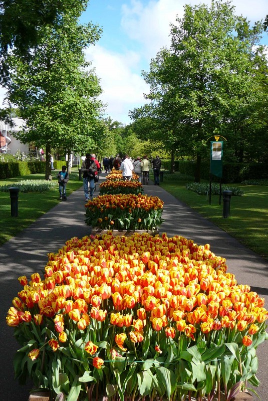 Keukenhof_tulipny