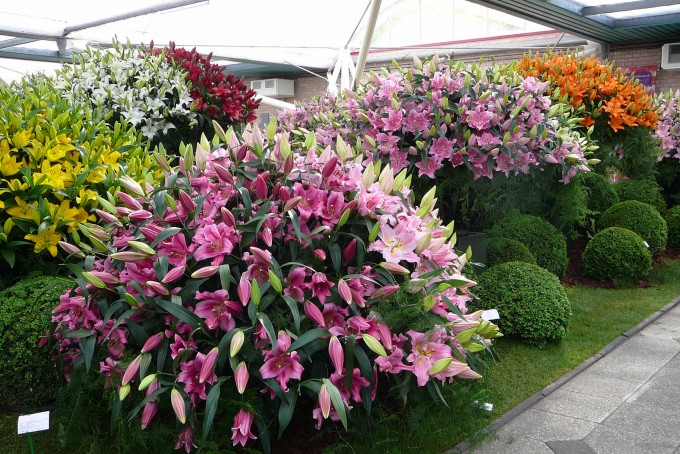 Keukenhof_lilie