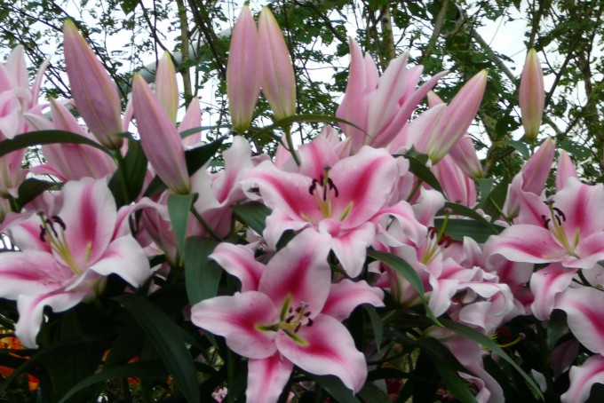 Keukenhof_Detail lilie