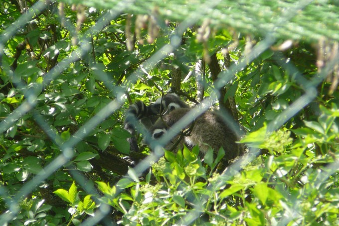 Dvorec_lemur2