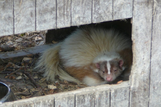 Dvorec_skunk
