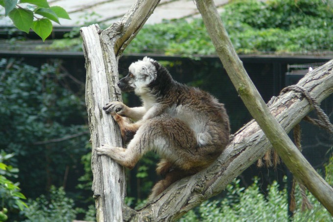 lemur
