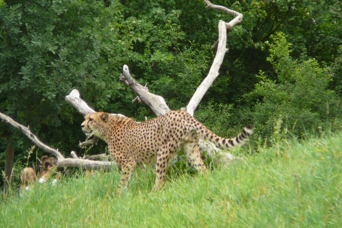 gepard 2