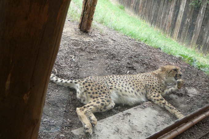 gepard 1