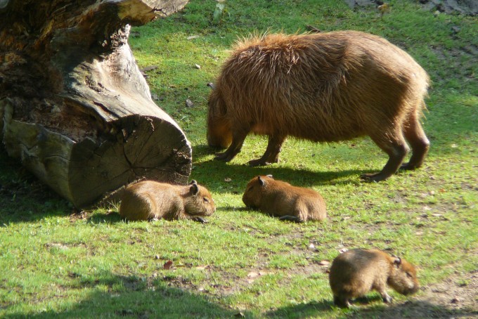 kapybara