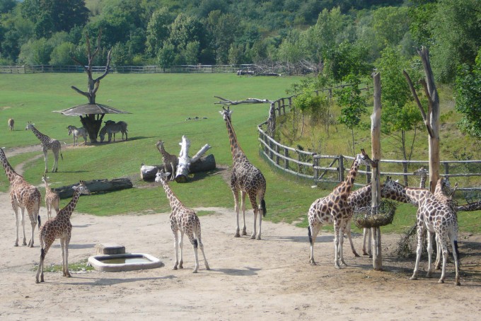 savana