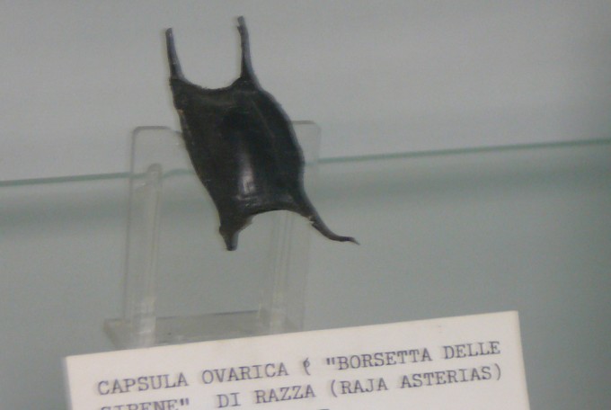 SBT 41