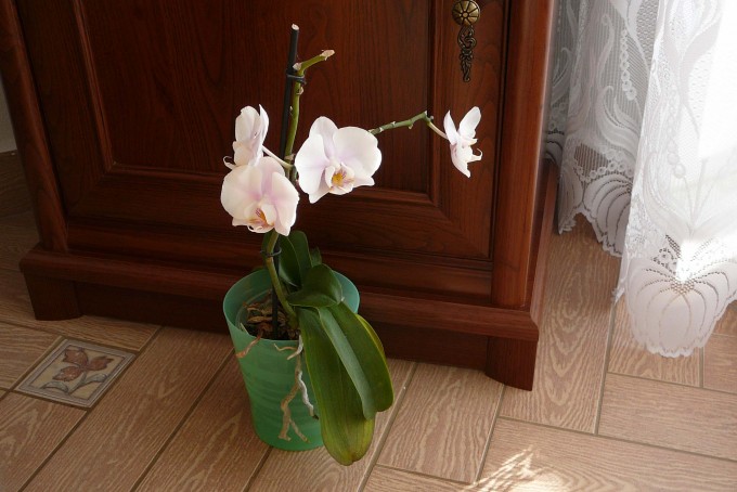 Orchidej 2012-01