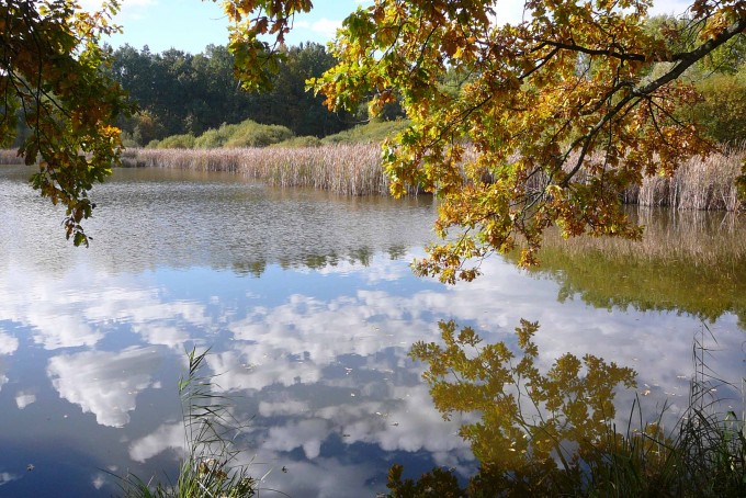 Krmeni labuti 04