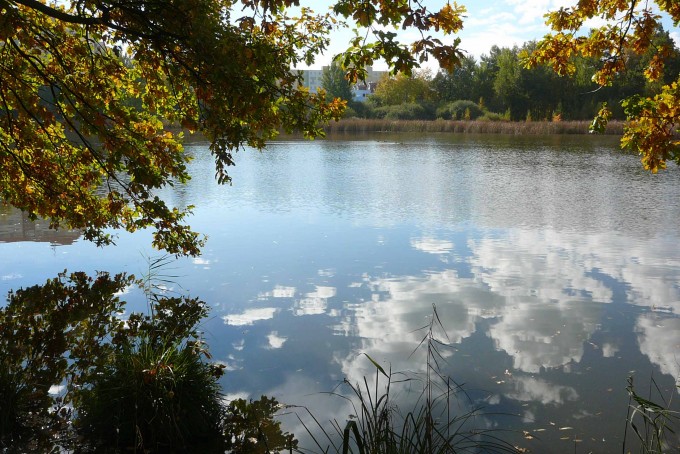 Krmeni labuti 05