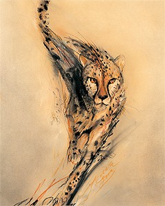 Kuklk_gepard