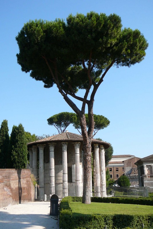 Chrm Fortuny V.