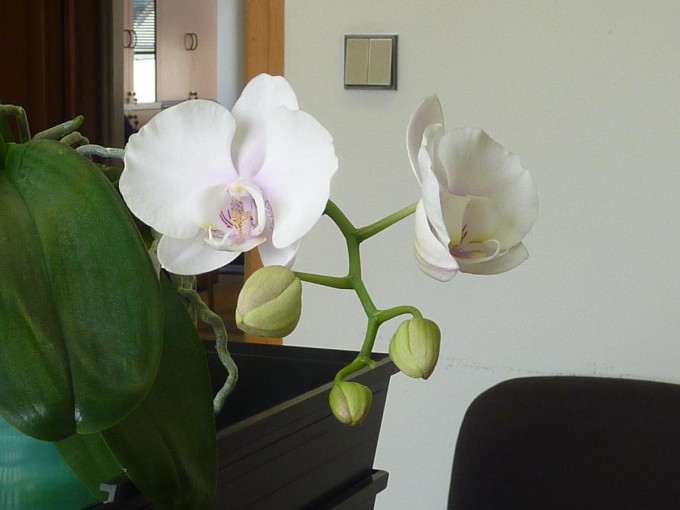 Orchidej 2014-01