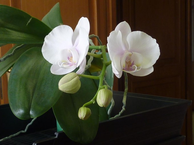 Orchidej 2014-02