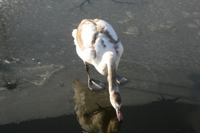 Klesk zvetnk 02