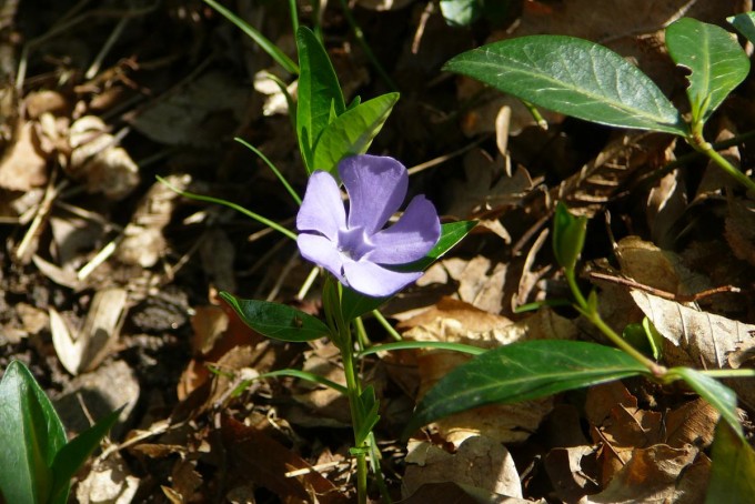 Vejce 21