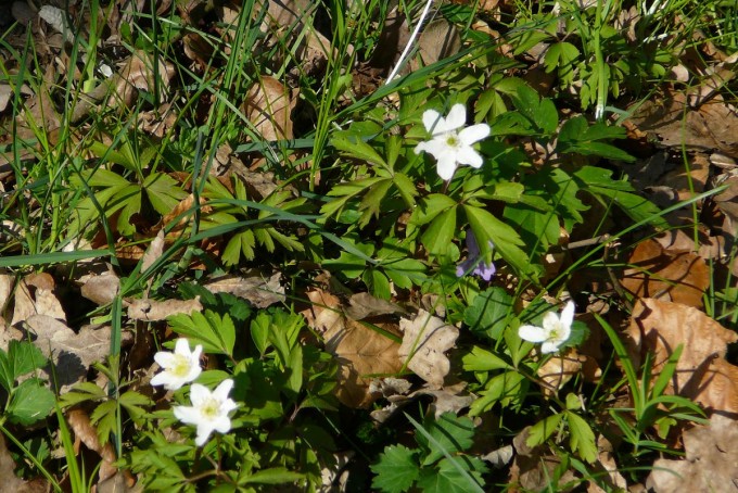 Vejce 28