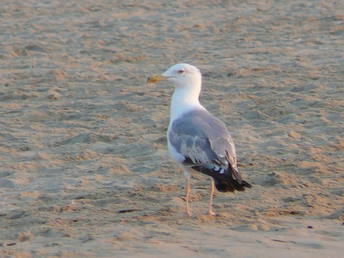 Tortoreto Lido 2015-22