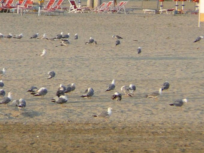 Tortoreto Lido 2015-51