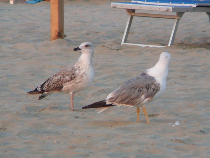 Tortoreto Lido 2015-61