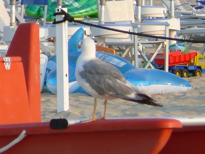 Tortoreto Lido 2015-70