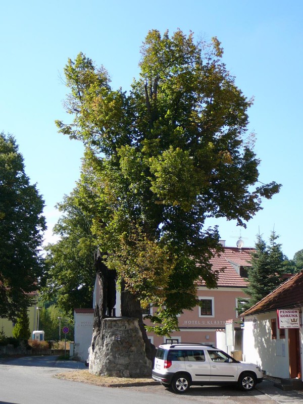 Zlat Koruna 34