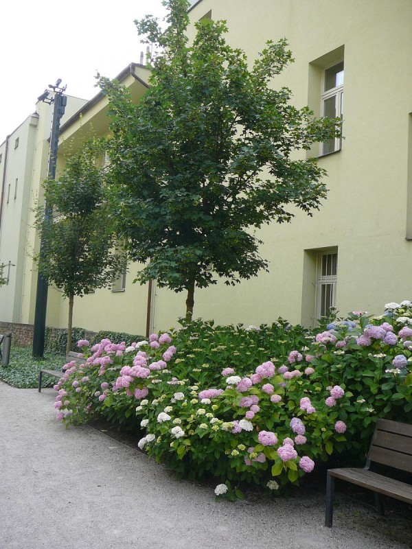 Hradec Krlov 63