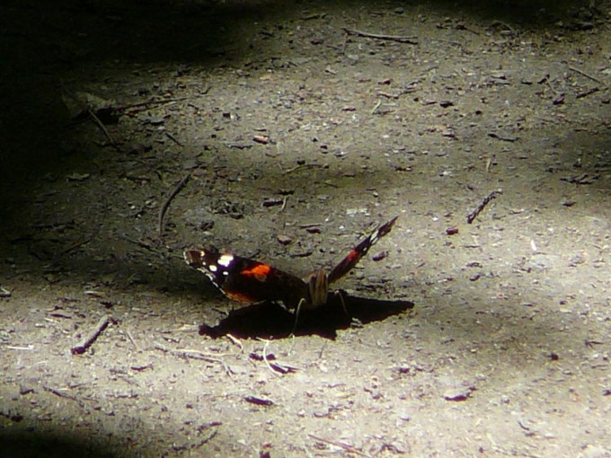 Blatn 38
