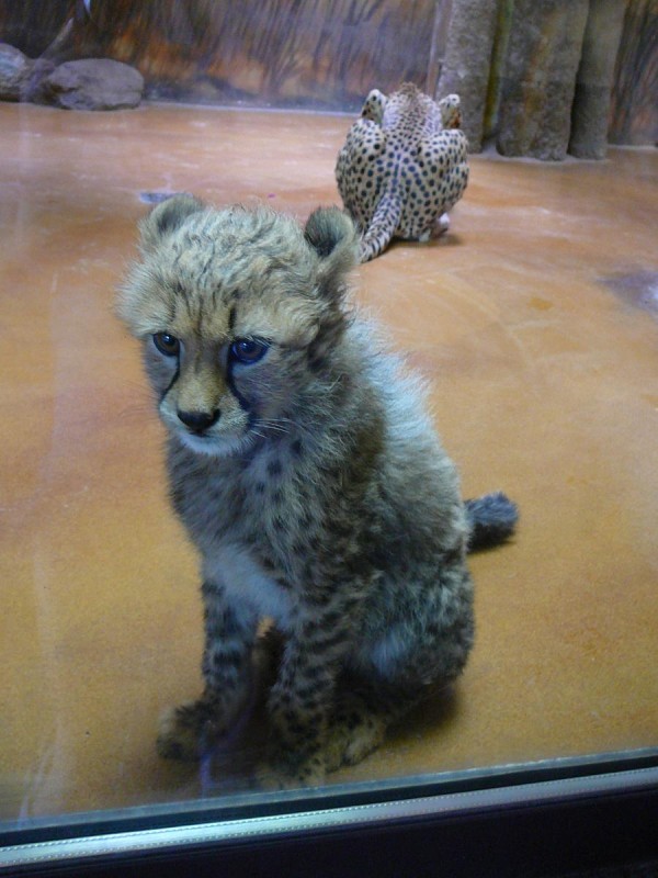 Safari 2017-09