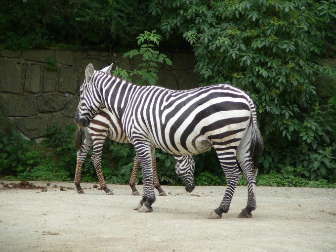 Safari 2017-44