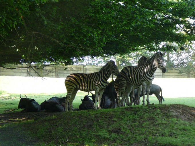 Safari 2017-68