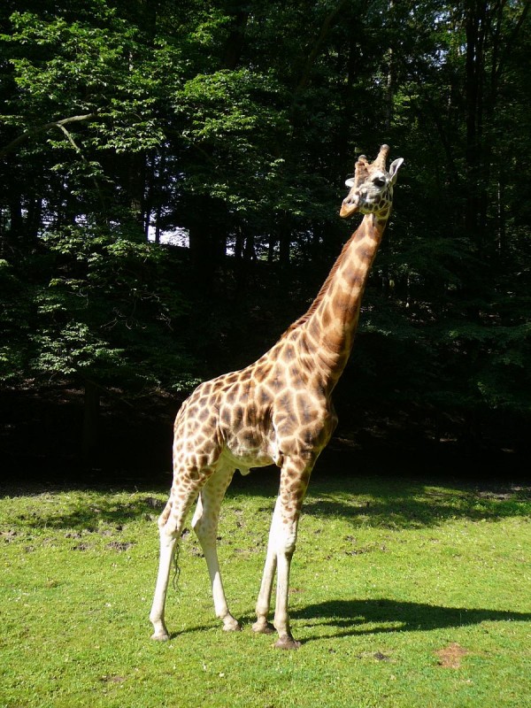Safari 2017-70