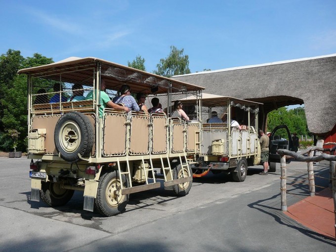 Safari 2017-81