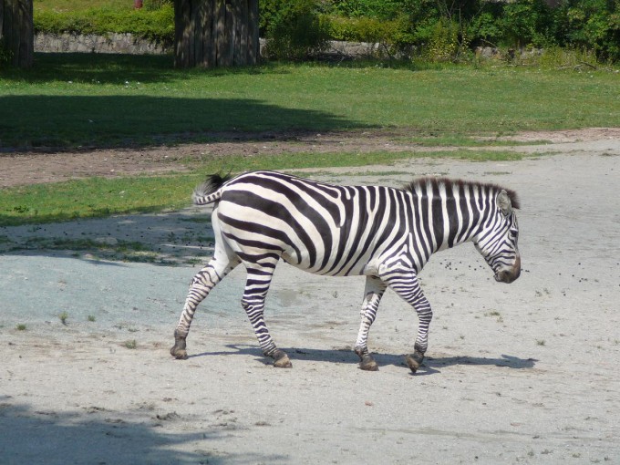 Safari 2017-86