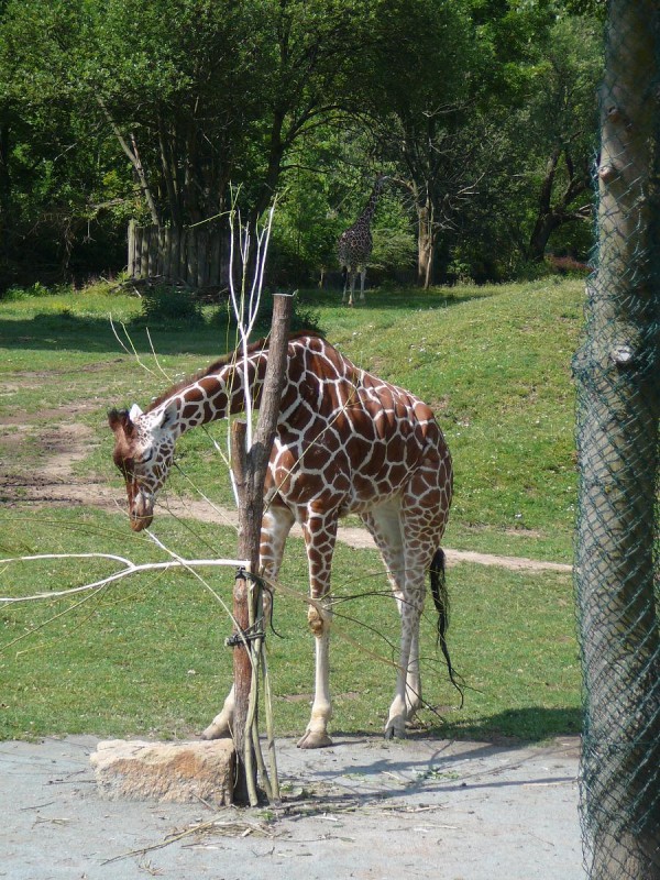 Safari 2017-87
