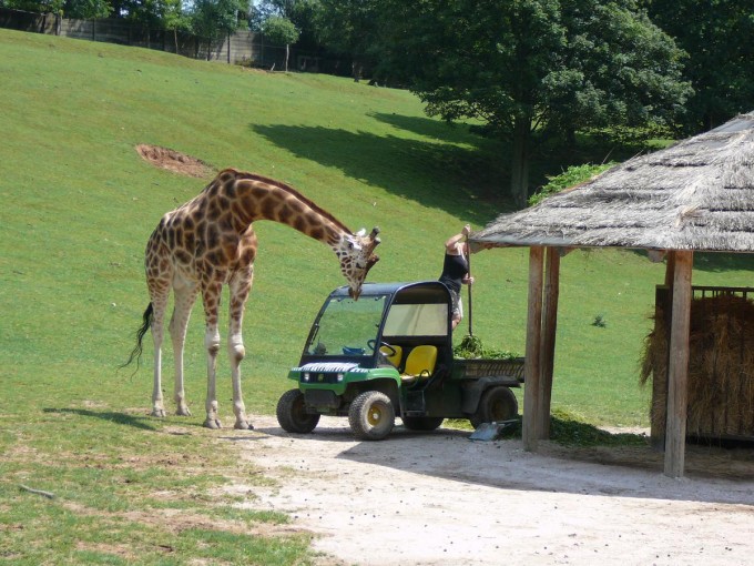 Safari 2017-106