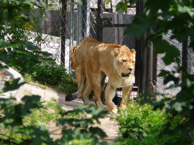 Safari 2017-109