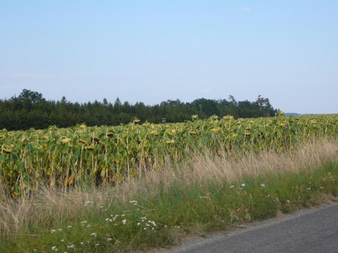 Corntejn 89