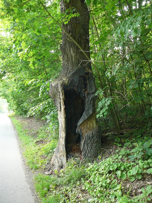 Vejce 2019-40