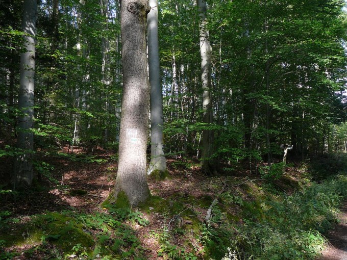Kleť po babské 2019-22