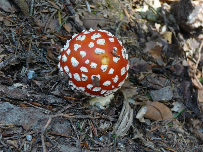 Kleť po babské 2019-34