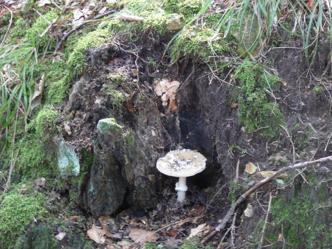 Kleť po babské 2019-36