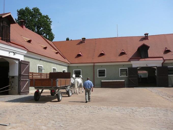 Kladruby 2017-51