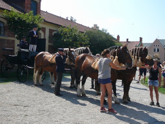 Hebinec Psek 13