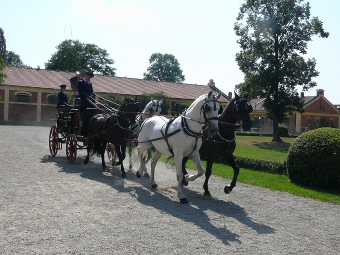 Hebinec Psek 16